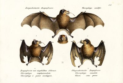 Long-Nosed Bat by Karl Joseph Brodtmann